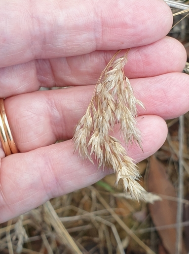 Image of Pentameris pallida by (c) Rosalie Lawrence, some rights reserved (CC BY)