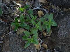 Monardella macrantha