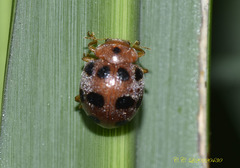 Epilachna crassimala