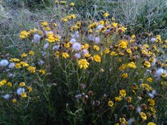 Senecio
