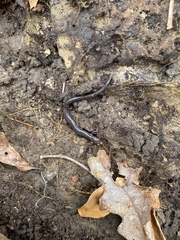 Plethodon richmondi