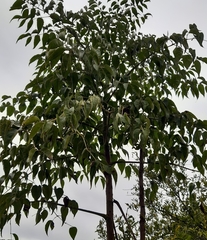Aralia soratensis