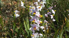 Ixia scillaris scillaris