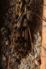 Limonia cinctipes