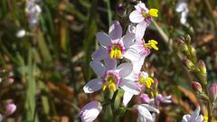 Ixia scillaris scillaris