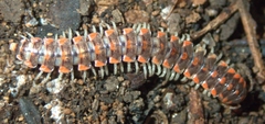 Euryurus leachii