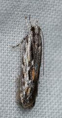 Ardozyga amblopis