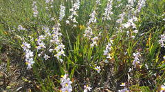 Ixia scillaris scillaris