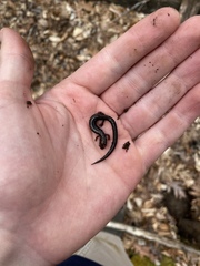 Plethodon richmondi