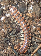 Euryurus leachii