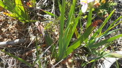Ixia scillaris scillaris
