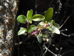 Monardella macrantha