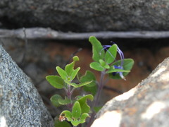 Monardella macrantha
