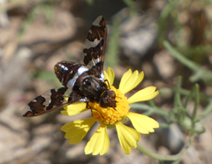 Exoprosopa caliptera