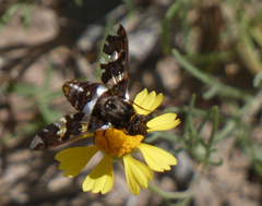 Exoprosopa caliptera