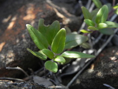 Monardella macrantha