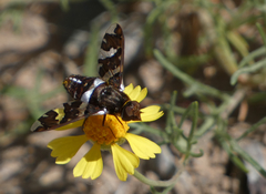 Exoprosopa caliptera