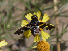 Exoprosopa caliptera