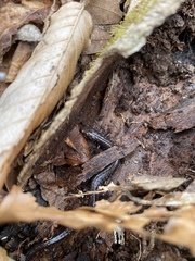 Plethodon richmondi