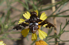 Exoprosopa caliptera