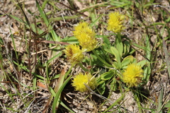 Polygala nana