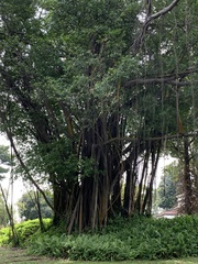 Ficus microcarpa microcarpa