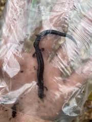 Plethodon richmondi