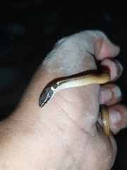 Coniophanes meridanus