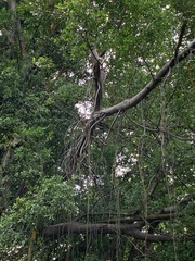Ficus microcarpa microcarpa