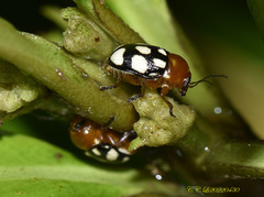 Cryptocephalus luteosignatus