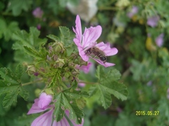 Apis mellifera