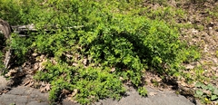 Rosa multiflora