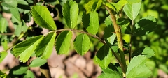 Rosa multiflora