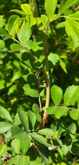 Rosa multiflora