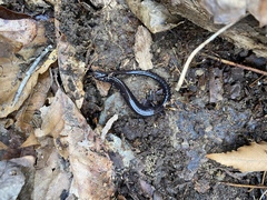 Plethodon richmondi