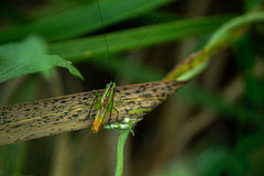 Conocephalus ictus
