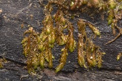 Hygrohypnella ochracea