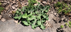 Arctium