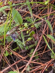 Mertensia longiflora