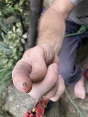 Chalepistes spermophilus