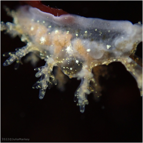 Branched Dendronotid