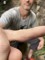 Chalepistes spermophilus