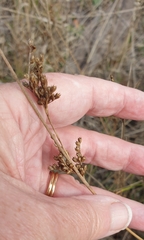 Juncus subsecundus