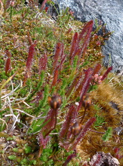 Drosera murfetii