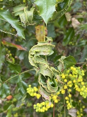 Aceria caliberberis