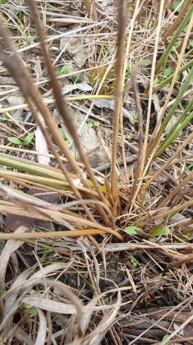 Image of Juncus subsecundus by (c) Rosalie Lawrence, some rights reserved (CC BY)