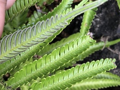 Pteris minor