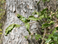 Aceria caliberberis