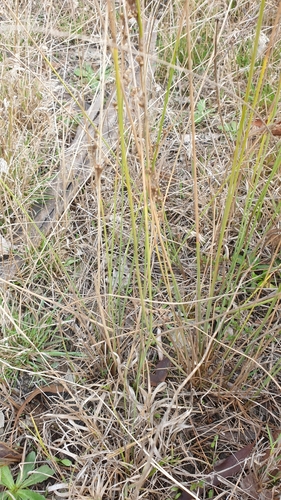 Image of Juncus subsecundus by (c) Rosalie Lawrence, some rights reserved (CC BY)