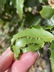 Aceria caliberberis